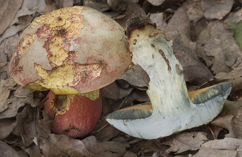 Boletus legaliae